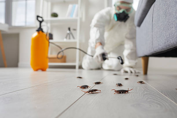 Commercial Rodent Management in Morrilton